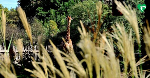 what to do at rome bioparco zoo